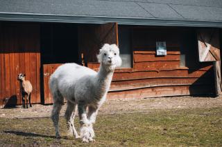 Ranczo Targówka - Domki i Glamping z balią i sauną wśród natury i zwierząt - 6