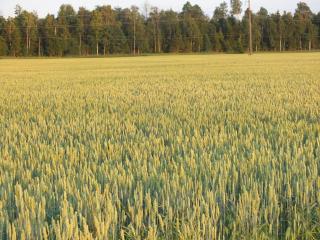 Tuka Talu ,Soomaa piirkonnas, Pärnumaa - 8