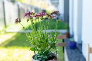 Komfortowy Apartament z ogródkiem - 8