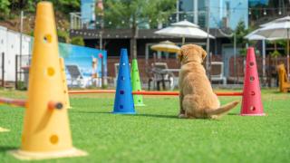 Hoengseong Withpet Village - 2