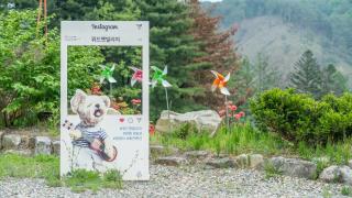 Hoengseong Withpet Village - 5
