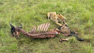 Mara Nasila Safari Camp - Sekenani - 6