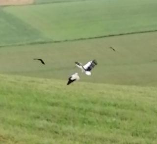 Landhaus Eichberger - 4