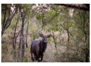 Elements Private Golf Villa 295 - 5