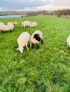 The Dozy Donkey Farm Stay Shepherd Hut - 3