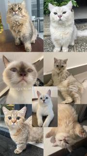 22 Homestay Near Techo international airport - 6