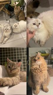 22 Homestay Near Techo international airport - 4