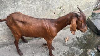 Vanjess Signature Hotel - 1