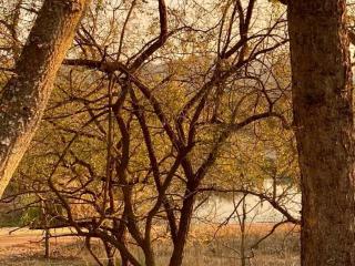 4 Sleeper Glamping - Whispering Thorns - 4