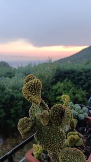 Le Coccinelle Maratea - 6