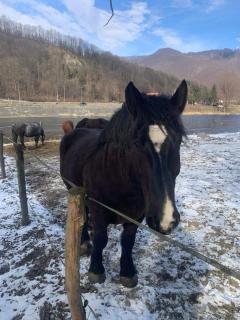 Agroturystyka Królowo - 8