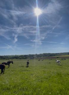 Oak Wood Ranch Guest Apartment - 0