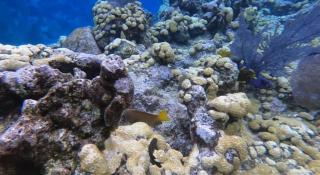 Quatro Vista, Unit B3 Ocean front, 3rd floor king bed - Utila - 2