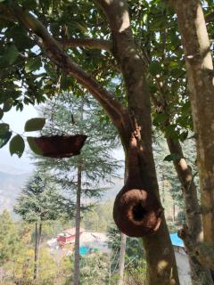 Peak & Pine cottage - 5