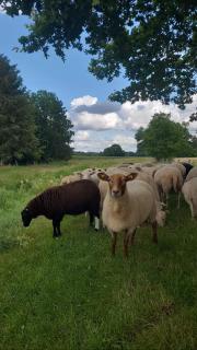 Gemütliche Wohnung mit Blick in die Wiesen - 5