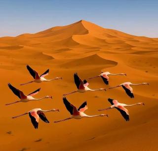 ERG merzouga desert Luxury camp - 8