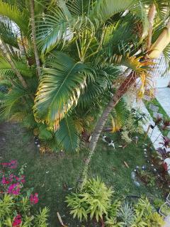 La plus grande source d'eaux chaudes "Guadeloupe" - 2