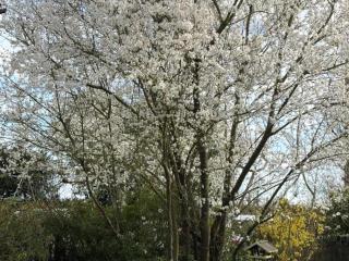 Gîte de charme avec jardin, proche Chenonceau et Beauval - FR-1-381-303 - 4