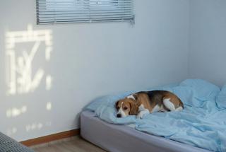 Ganghwa Aboha Pet-Friendly Pension - 9