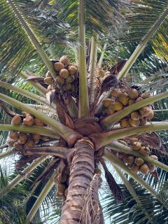 Sharda Guest House Hampi - 2