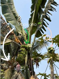 Sharda Guest House Hampi - 1