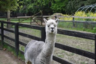 Alensgrove Maisonette B - 3