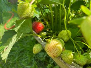 Apple Tree Cottage - 1