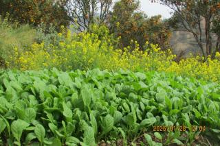 BIG J'S Farm House - 1