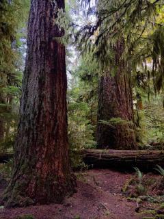 Oceanside Nature Resort - 5