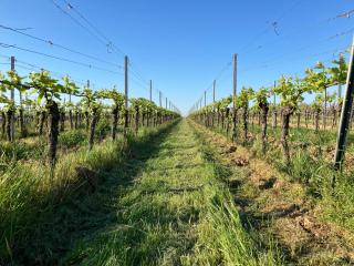 Amelie No 3 Hotel & Appartements - 7