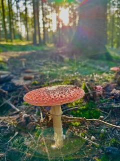 Ferienwohnung am Wald - 2