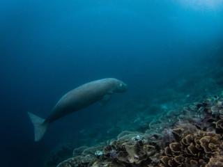 Batanta Paradise Homestay - 8