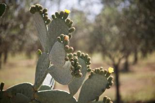 Tenuta Monacelli Lecce - 1
