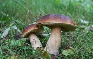 Maison au pied de la Montagne Noire 6 to 13 people - 6