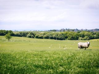 Drovers Barn - 1