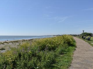 Sanderlings - Ukc5448 - 5