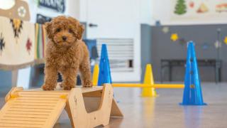 Gapyeong Dangdangi Pet Pension Green - 9