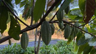 哲芷軒養生莊園 - 4