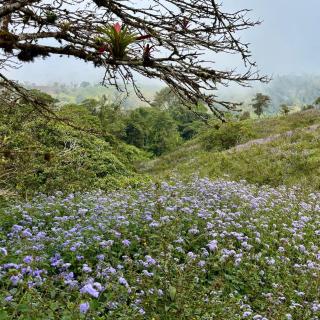 Finca Las Raíces - 4
