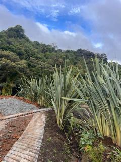 Ventana al bosque - 4