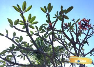 La case Moana à l'Hermitage les bains - 8