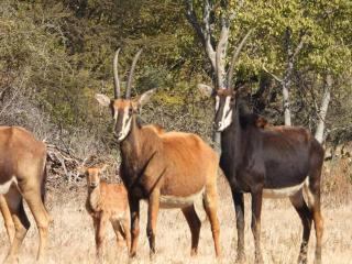 Deltrade Wedding and Camp - 1