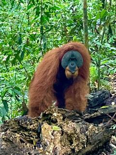 Ethical Trekking Sumatra-Book your trekking activity with us- the price includes pick-up and drop-off from the airport- meals- and accommodation - 5