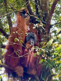 Ethical Trekking Sumatra-Book your trekking activity with us- the price includes pick-up and drop-off from the airport- meals- and accommodation - 4