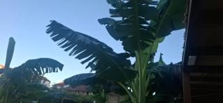 Amelia's Garden ΙΙ - 4