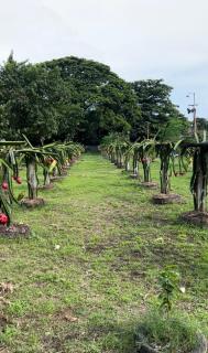 Golden V Farms Hacienda - Malolos - 4