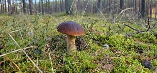 Całoroczny dom "Borem Jeziorem" nad Jeziorem Gwiazdy, Ostoja Bukowo, Borowy Młyn, Kaszuby, region Gochy - 1