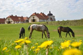 Stadnina Koni Nad Wigrami - 9