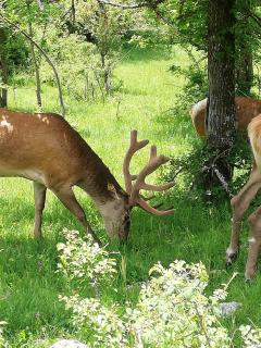 Country House Ciliegia Rossa - 2
