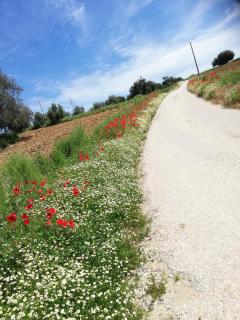 Country House Ciliegia Rossa - 8